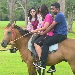 horses