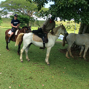 horses